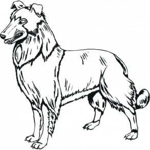 Collie - her vogter jeg skilt