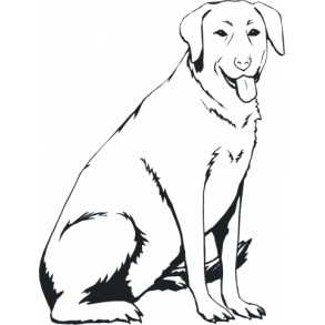 Glad labrador - her vogter jeg skilt